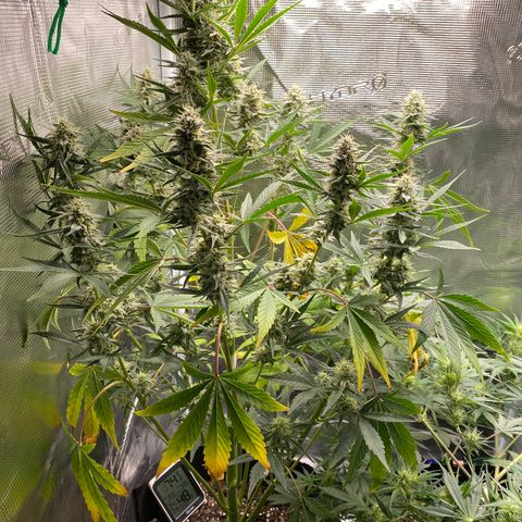 Top Gun growlog timeline photo