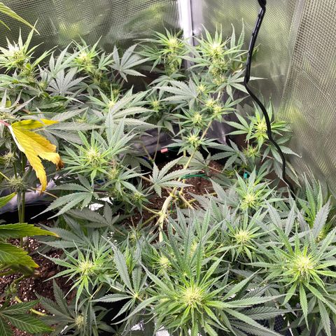 Grape Gusher growlog timeline photo