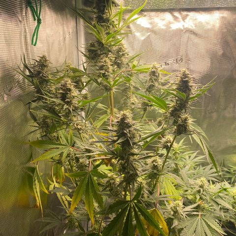 Top Gun growlog timeline photo