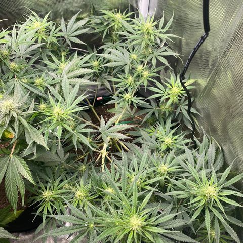 Grape Gusher growlog photo: Nice bud sites with access to light. May need to trim some ancillary bud sites. 