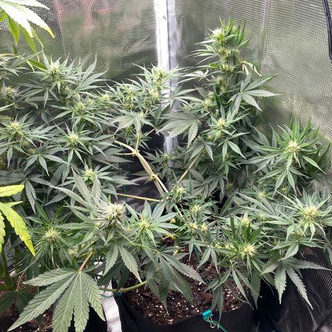 Grape Gusher growlog timeline photo