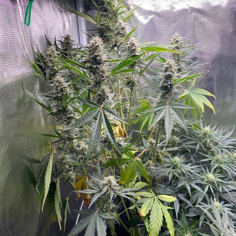 Top Gun growlog timeline photo
