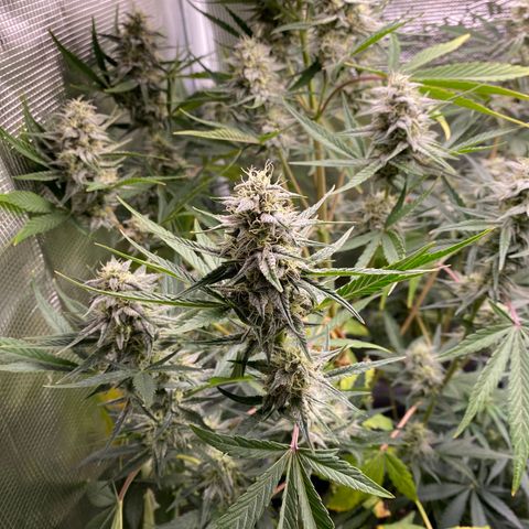 Top Gun growlog photo: Chunking up! 