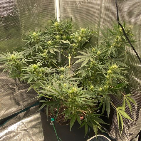 Grape Gusher growlog timeline photo