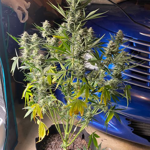 Top Gun growlog timeline photo