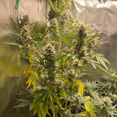 Top Gun growlog timeline photo