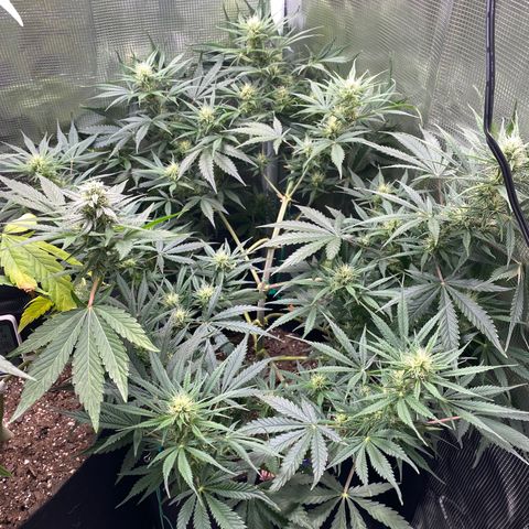Grape Gusher growlog timeline photo
