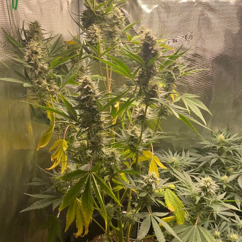 Top Gun growlog photo: Buds getting really thick; numerous leaves yellowing 