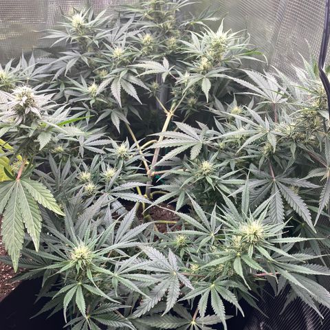 Grape Gusher growlog timeline photo