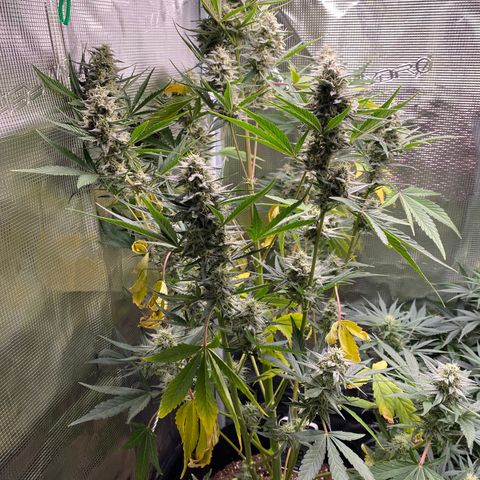 Top Gun growlog timeline photo