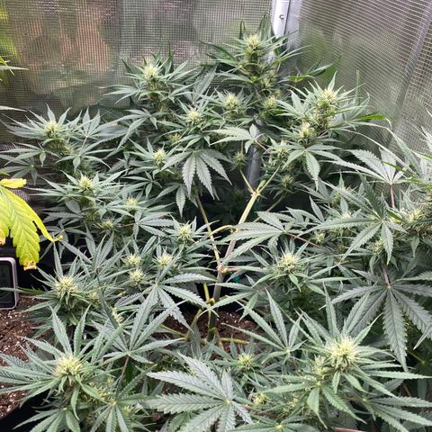 Grape Gusher growlog timeline photo