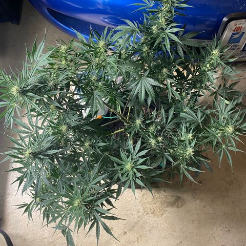Grape Gusher growlog timeline photo