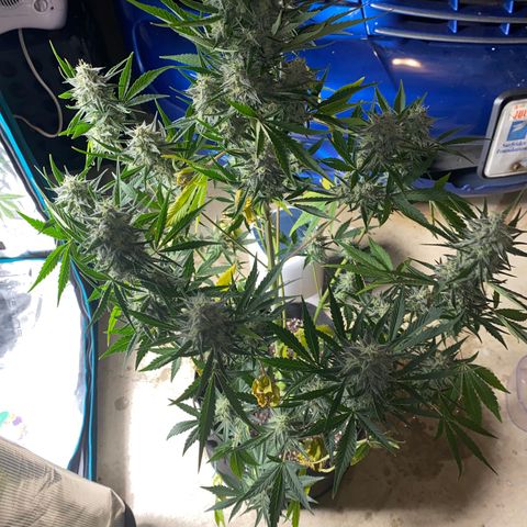 Top Gun growlog timeline photo