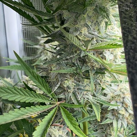 Top Gun growlog timeline photo
