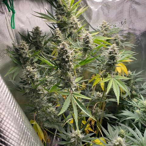 Top Gun growlog timeline photo