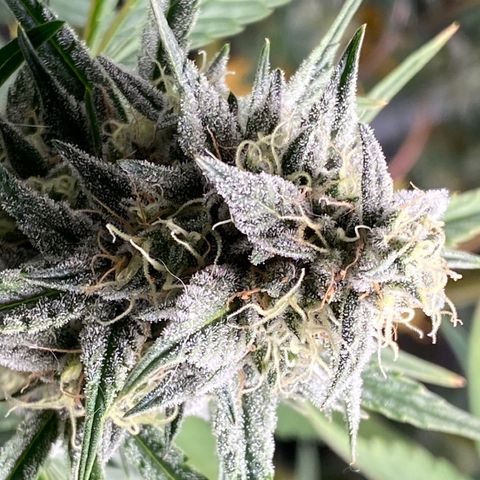 Top Gun growlog timeline photo