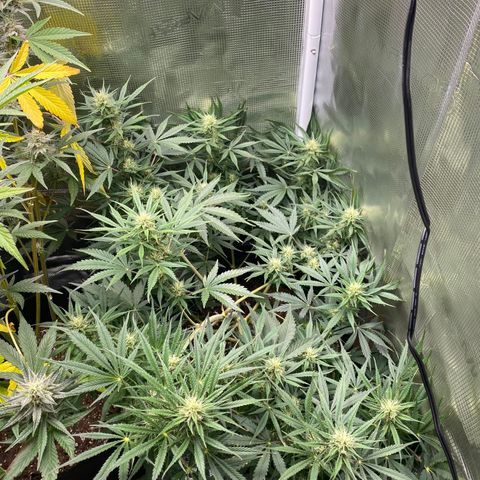 Grape Gusher growlog timeline photo