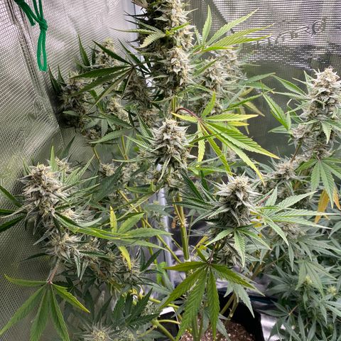 Top Gun growlog timeline photo