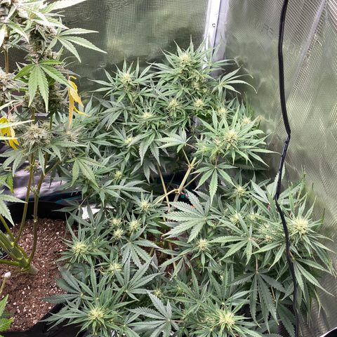 Grape Gusher growlog timeline photo