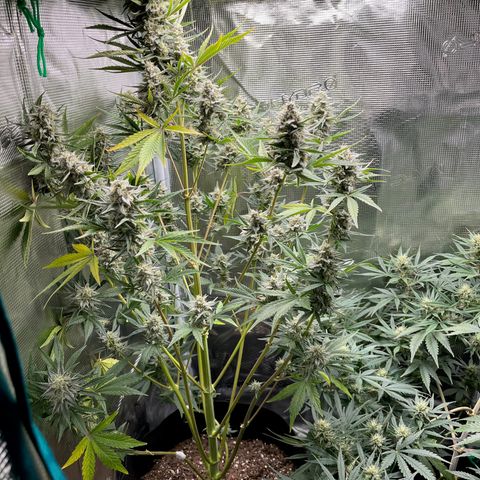 Top Gun growlog timeline photo