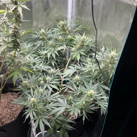Grape Gusher growlog timeline photo