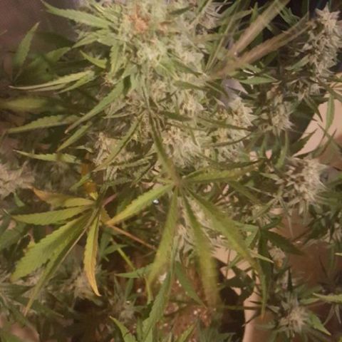 Top Gun growlog photo: On vacation; pic taken by bro