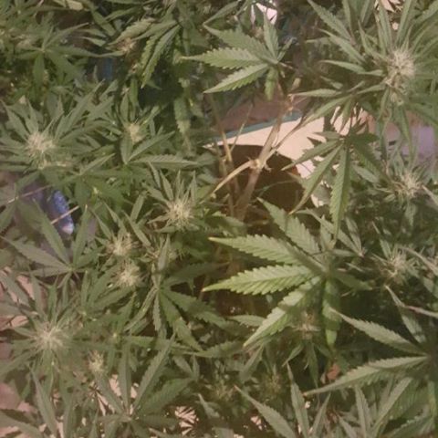 Grape Gusher growlog photo: On vacation; pic taken by bro