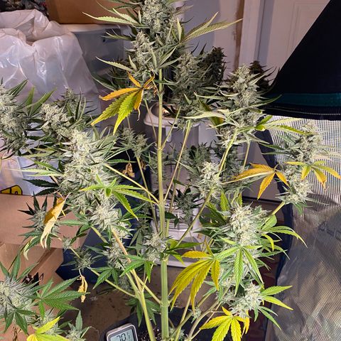 Top Gun growlog timeline photo