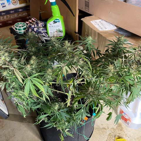 Grape Gusher growlog photo: Super, super wilty but buds are chunking up