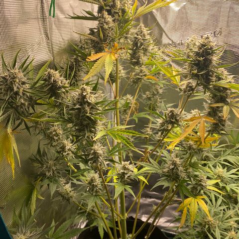 Top Gun growlog timeline photo