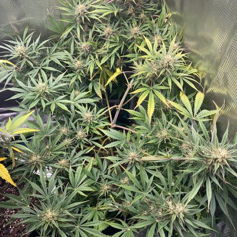 Grape Gusher growlog timeline photo