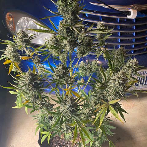 Top Gun growlog timeline photo