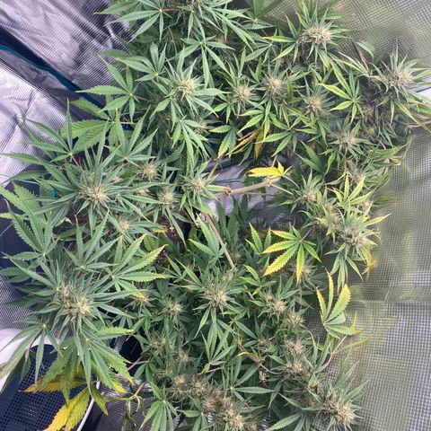 Grape Gusher growlog timeline photo