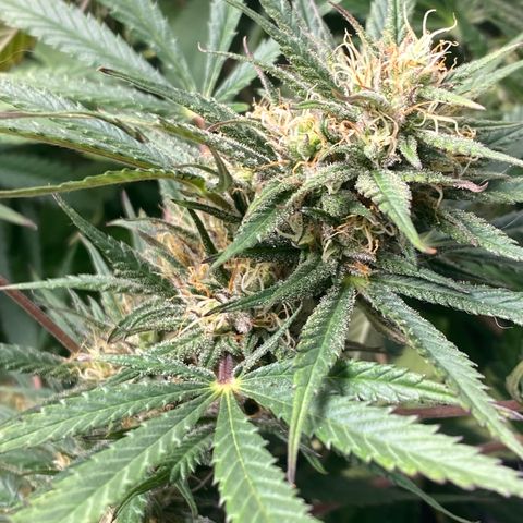 Grape Gusher growlog timeline photo