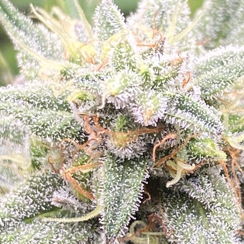 Top Gun growlog timeline photo