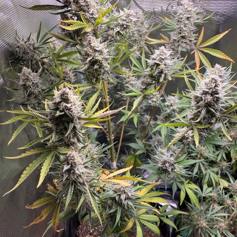 Top Gun growlog timeline photo