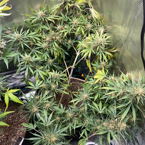 Grape Gusher growlog timeline photo