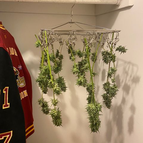 Top Gun growlog photo: First harvest ever!