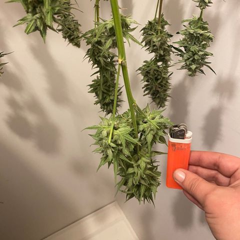 Top Gun growlog photo: First harvest ever!