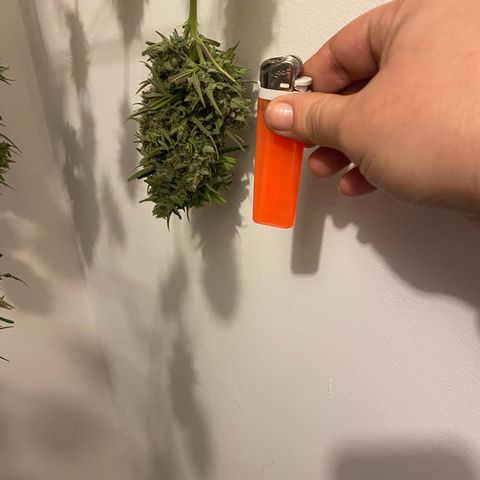 Top Gun growlog photo: First harvest ever!