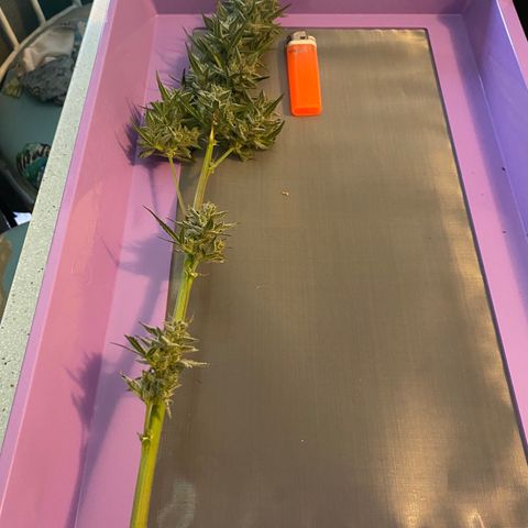 Top Gun growlog photo: First harvest ever!