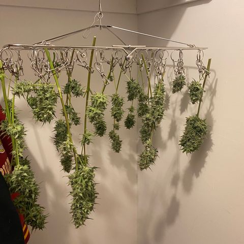 Top Gun growlog photo: First harvest ever!