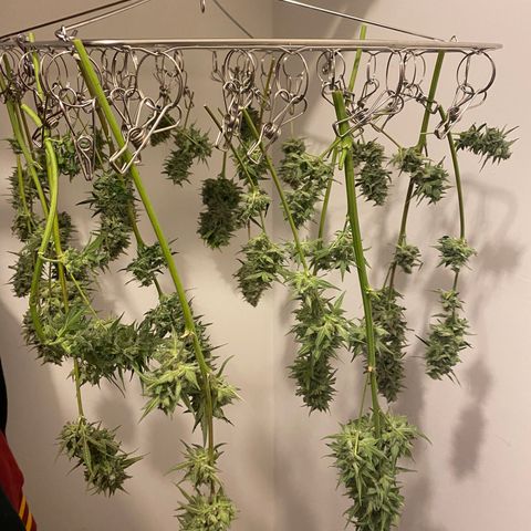 Top Gun growlog photo: First harvest ever!
