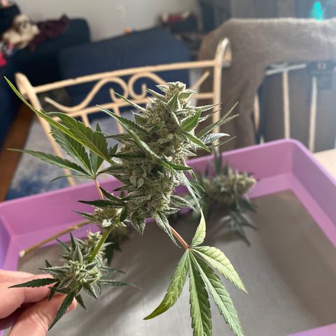Top Gun growlog photo: First harvest ever!