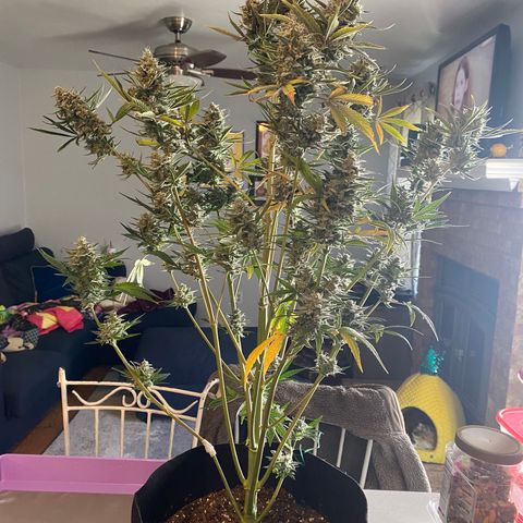 Top Gun growlog photo: First harvest ever!