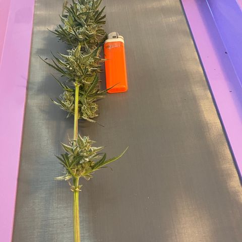 Top Gun growlog photo: First harvest ever!