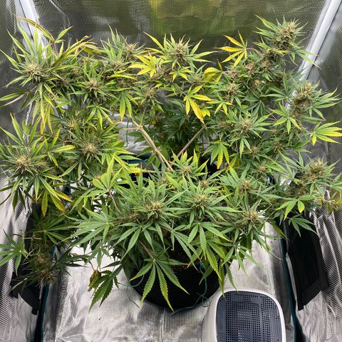 Grape Gusher growlog timeline photo