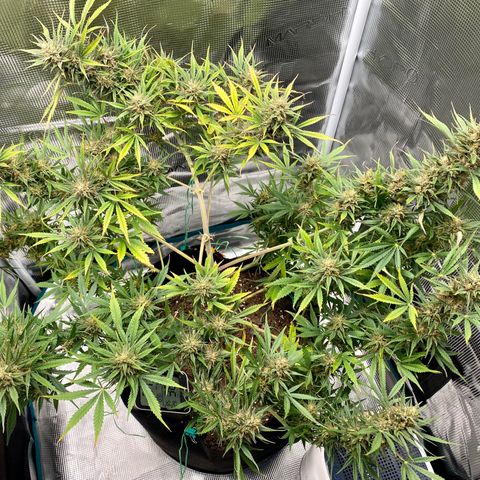 Grape Gusher growlog photo: Defoliated a large amount of fan leaves to expose more flowers to the light 