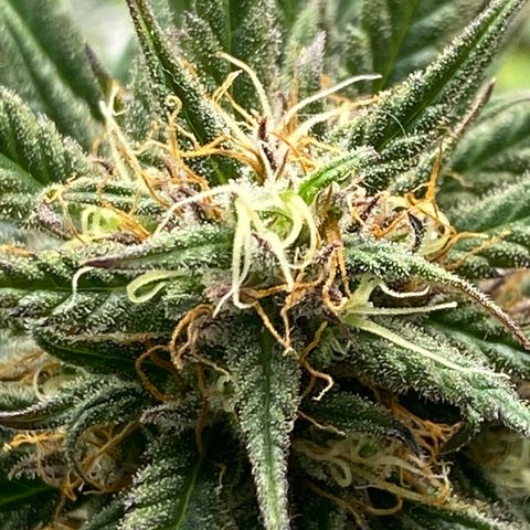 Grape Gusher growlog timeline photo