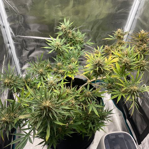 Grape Gusher growlog timeline photo